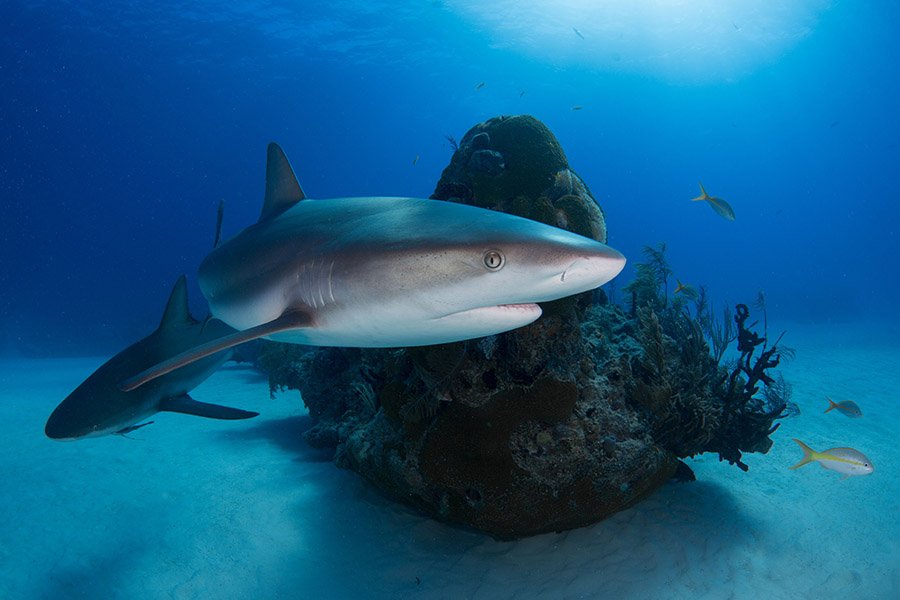 Octopus predators - Sharks