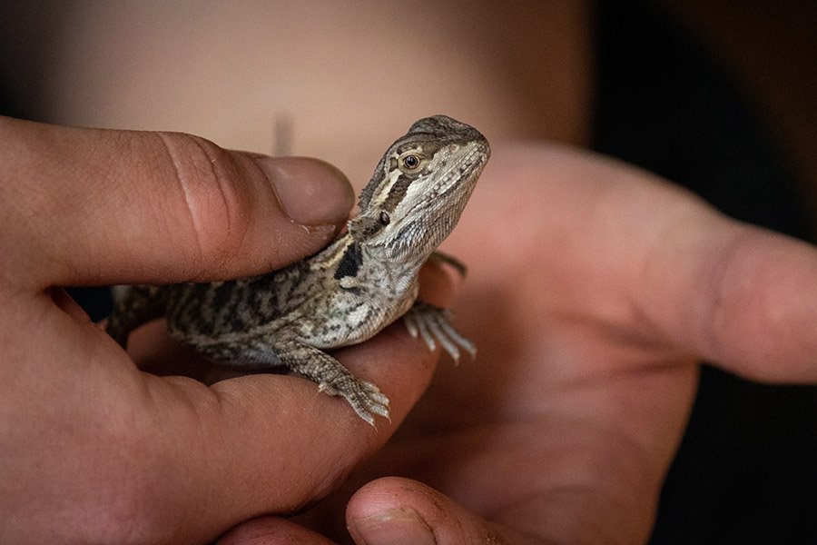 Pet lizard in hand