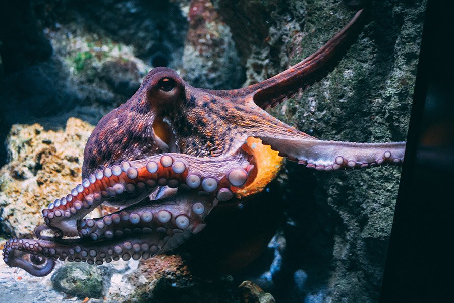 Pet octopus in an aquarium