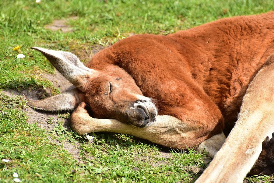 A red kangaroo