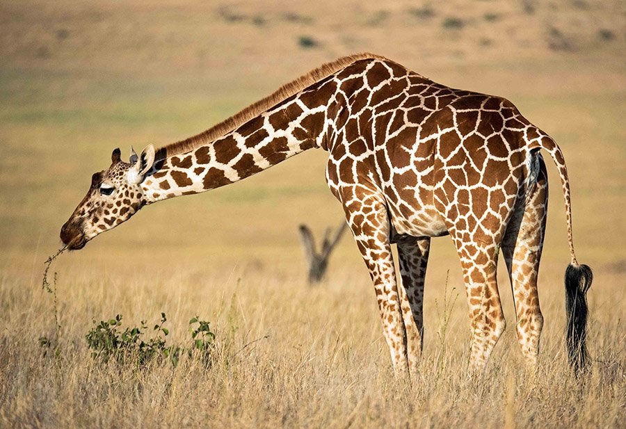 Reticulated Giraffe