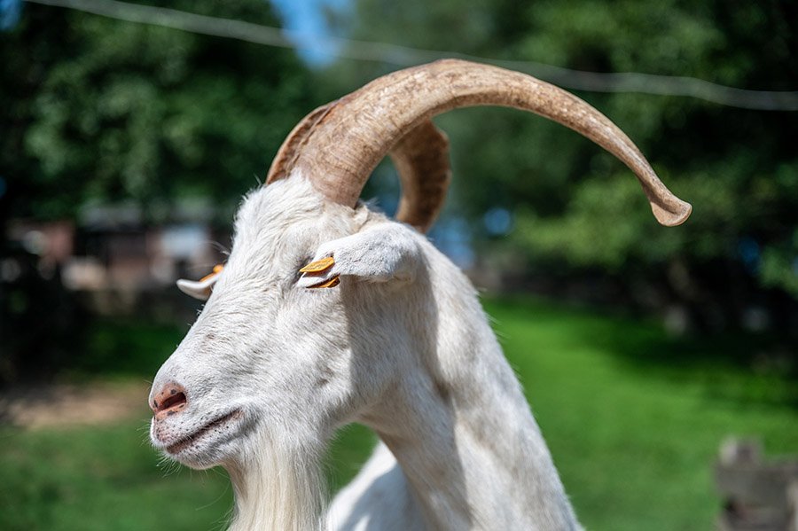 Saanen goat