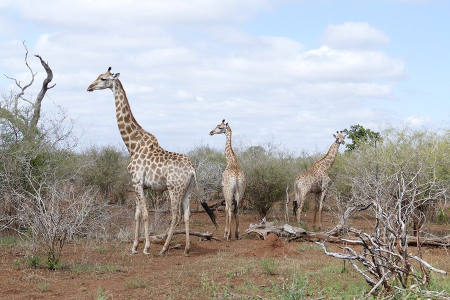 South African Giraffe