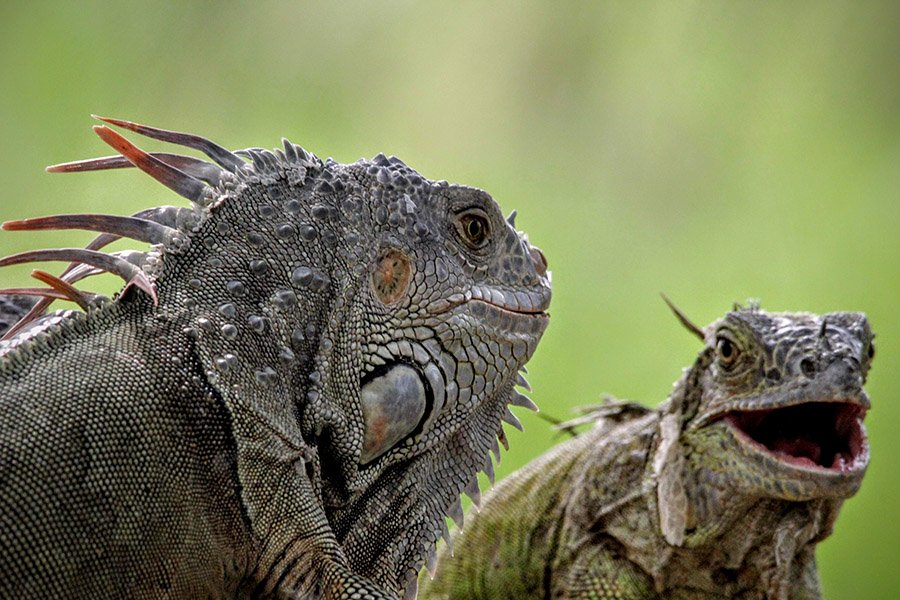 Two iguanas