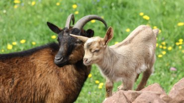 Types of goat breeds - Hero