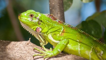 Types of iguanas - Hero