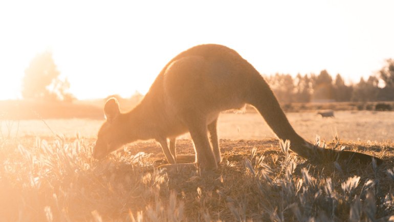 Types of kangaroos - Hero