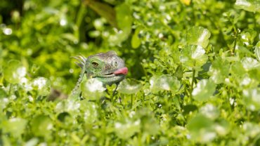 What do iguanas eat - Hero