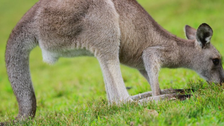 What do kangaroos eat - Hero