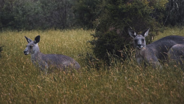 What eats kangaroos - Hero