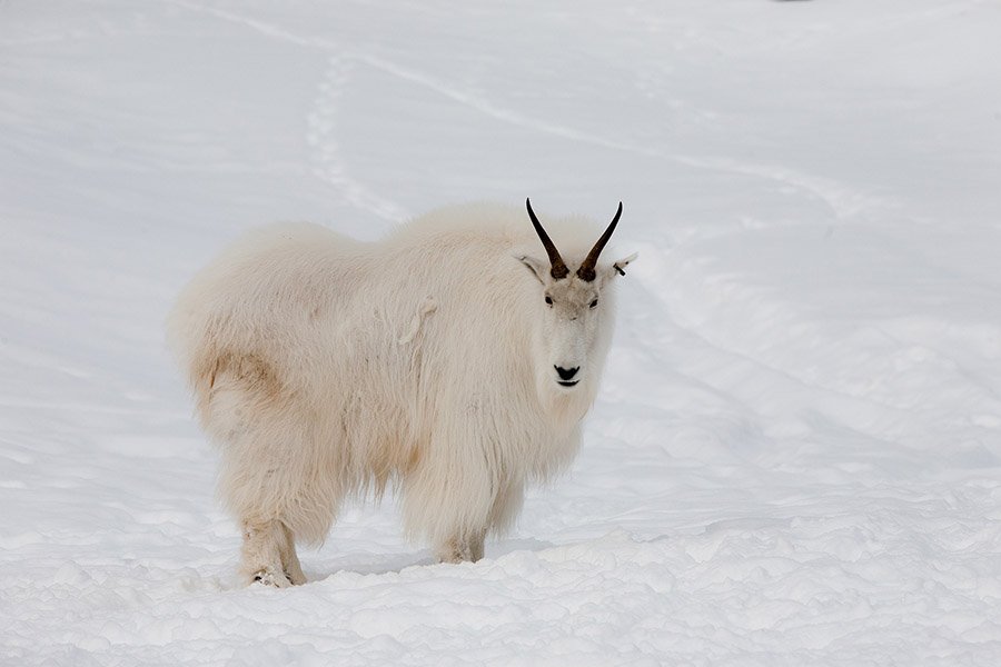 Wild mountain goat