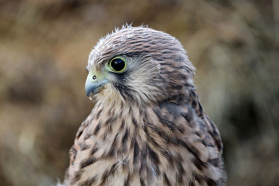 Young hawk