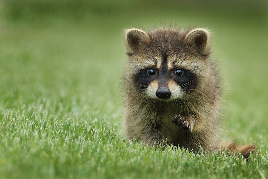 A baby raccoon