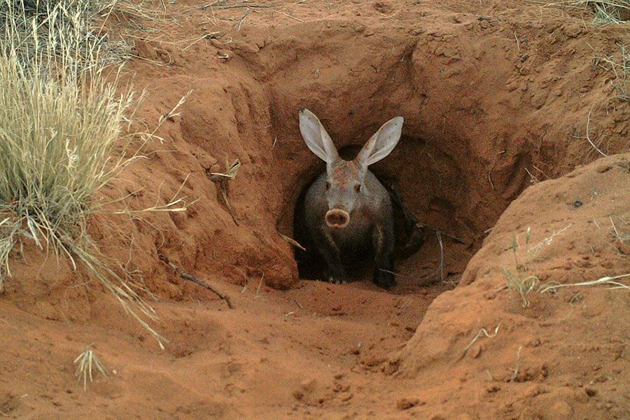 Aardvark burrow