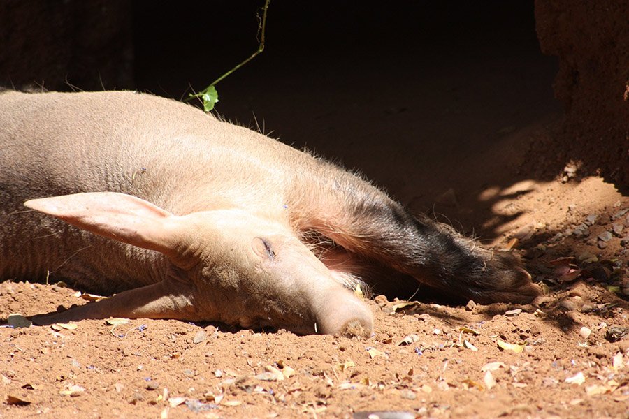 Aardvark sleeping