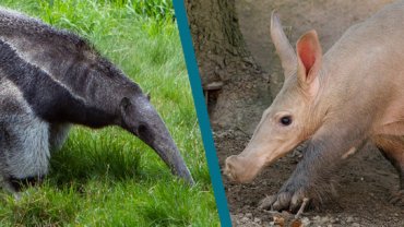 Aardvark vs Anteater