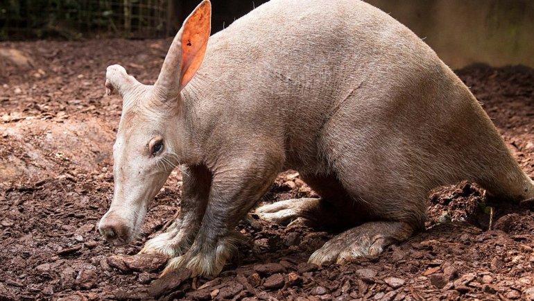 Aardvark_(Orycteropus_afer)