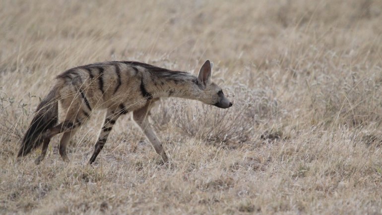 Aardwolf Facts - Hero