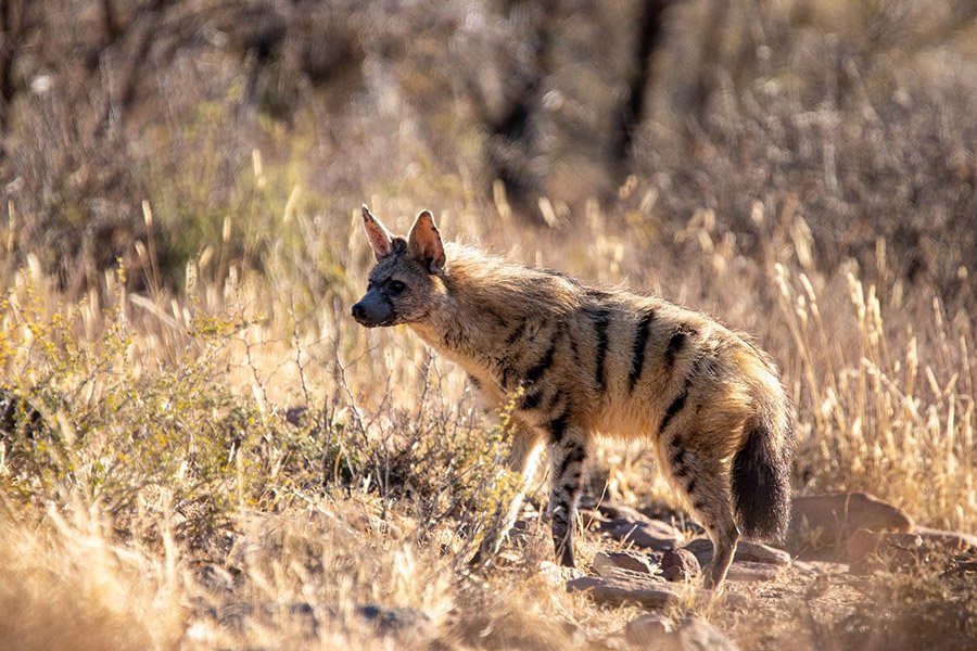 Aardwolf in dry grass