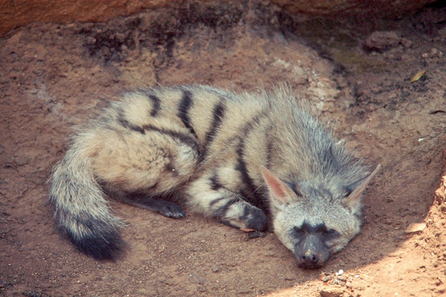 Aardwolf lying on the ground