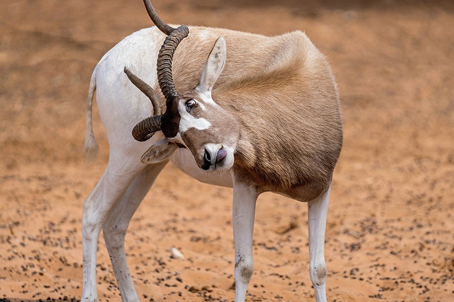 Addax Facts