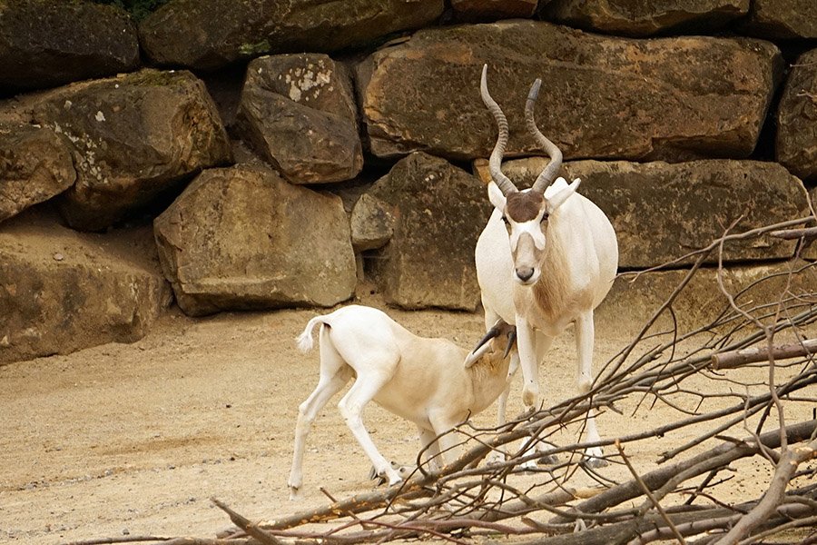 Addax and calf in a zoo