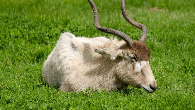 Addax relaxing on grass