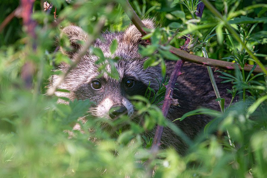 Adult raccoon in the wild