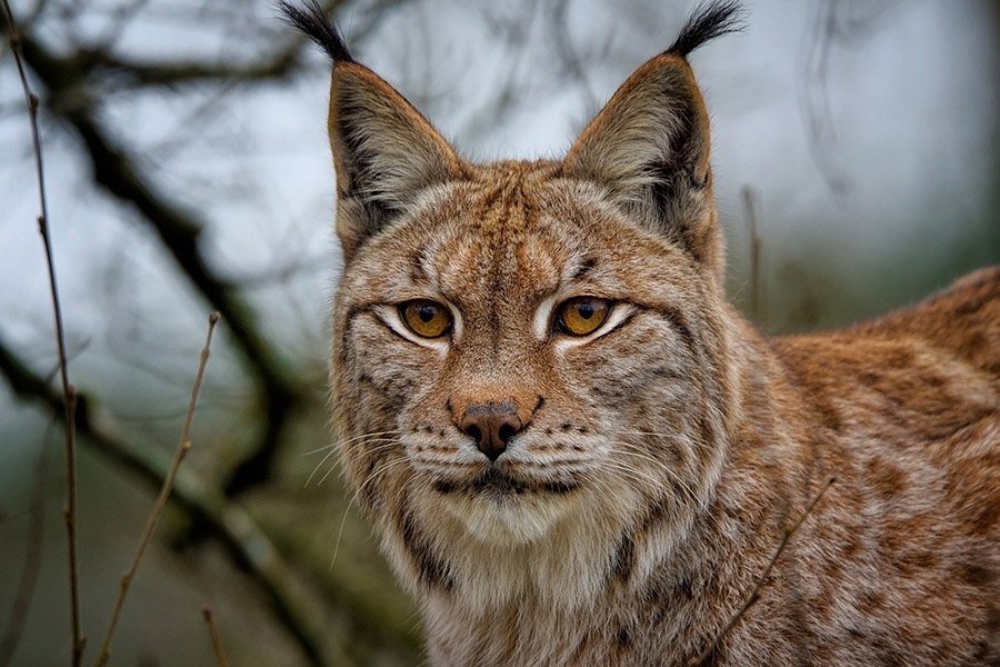 Belgium Animals - Eurasian Lynx