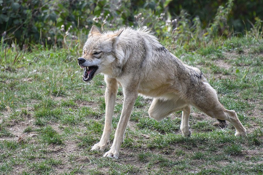 Aggressive and dangerous wolf