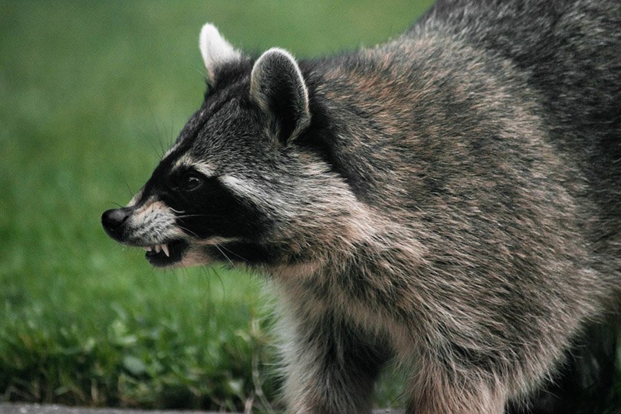 Aggressive raccoon