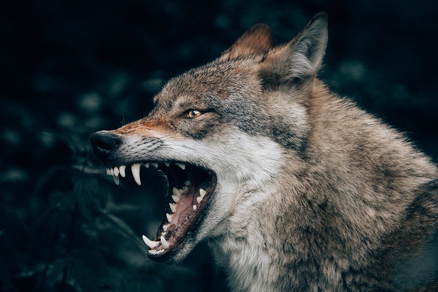 Aggressive wolf