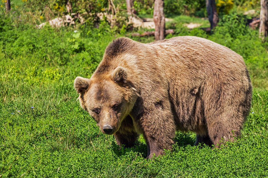 Azerbaijan Animals - Brown Bear