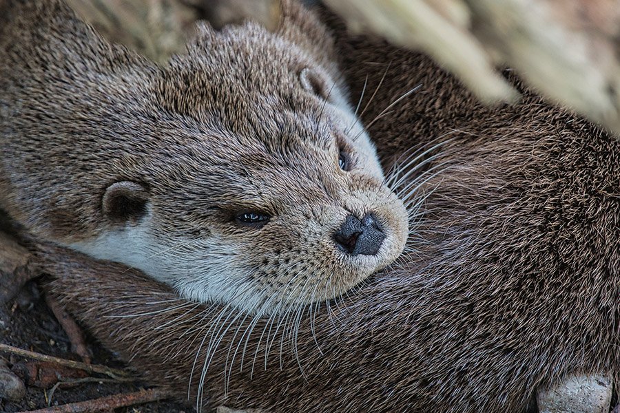 Belgium Animals - Eurasian Otter