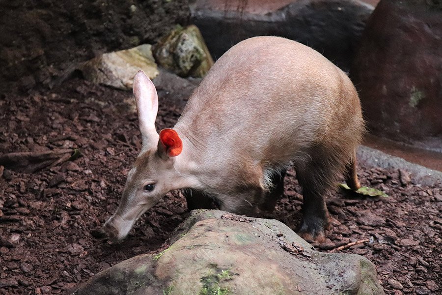 An aardvark