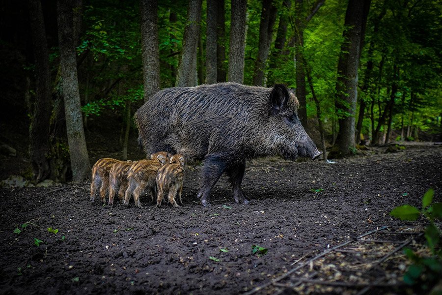 Animals in Belgium - Wild Boar