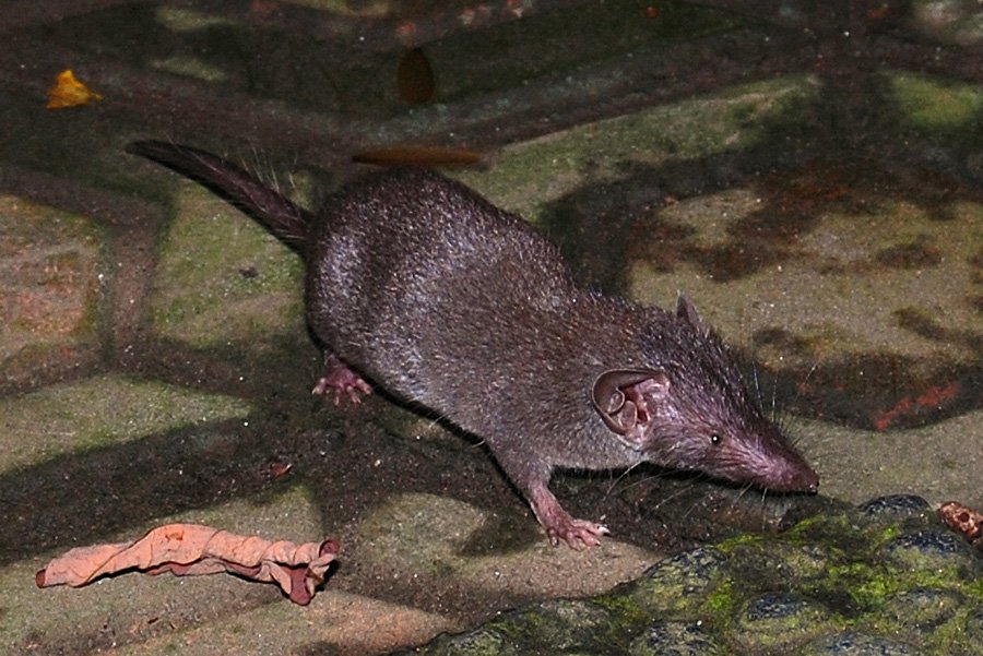 Animals in Bahrain - Asian House Shrew