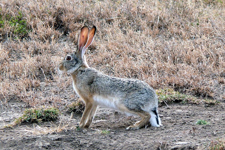 Animals in Bahrain - Cape Hare