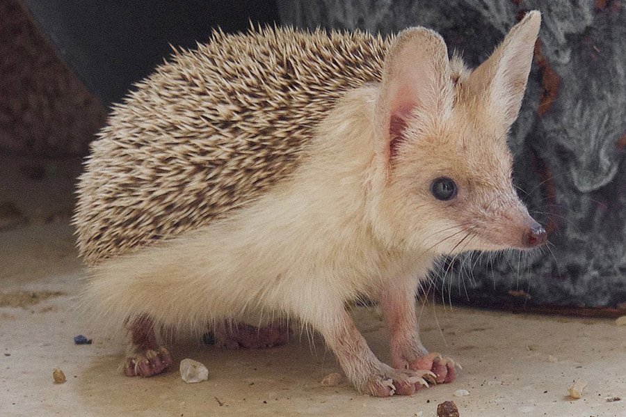 Animals in Bahrain - Desert Hedgehog