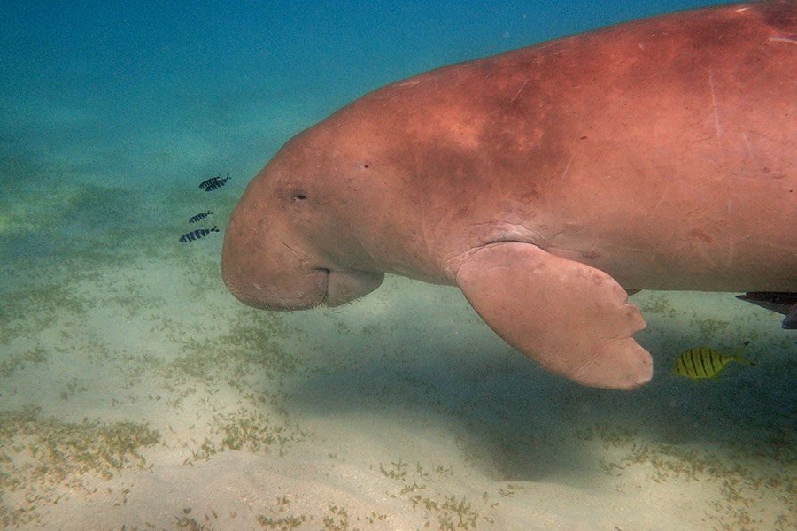 Animals in Bahrain - Dugong