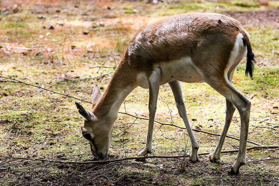 Animals in Bahrain - Goitered Gazelle