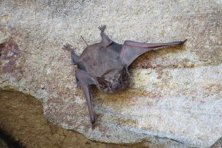 Animals in Bahrain - Naked Rump Tomb Bat