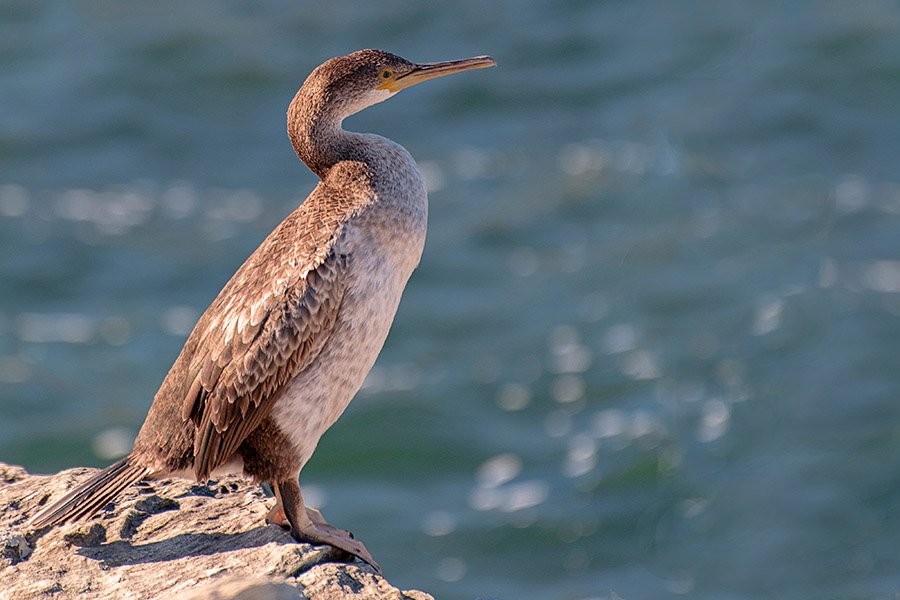 Animals in Bahrain - Socotra Cormorant