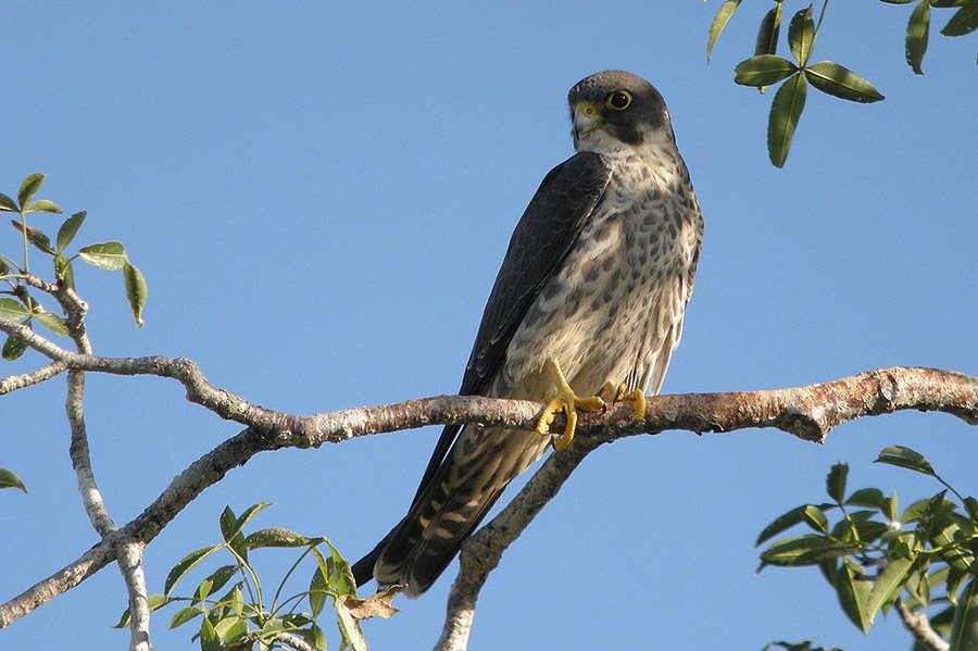 Animals in Bahrain - Sooty Falcon