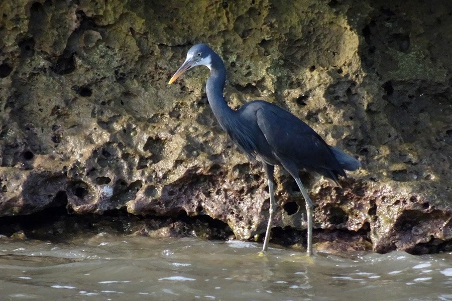 Animals in Bahrain - Western Reef Heron