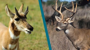 Animals that look like deer - Hero