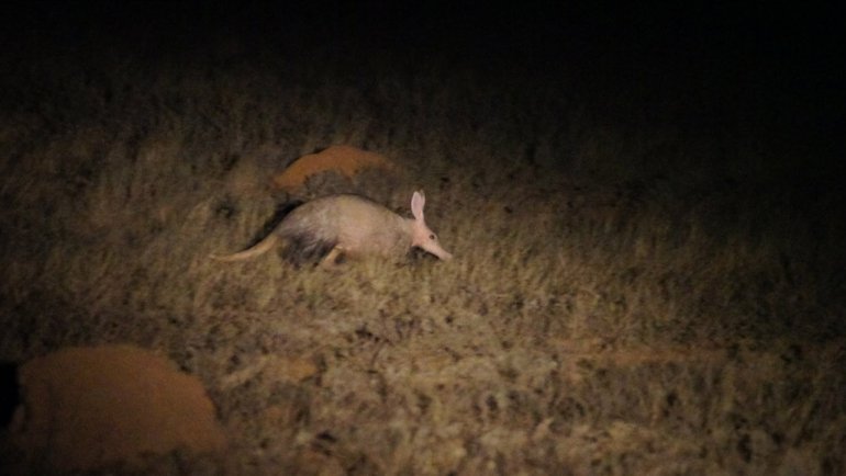 Are aardvarks endangered - Hero