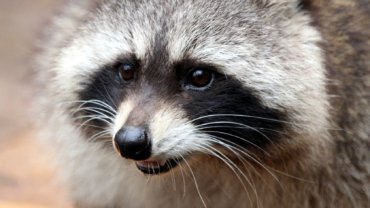 Are raccoons dangerous - Hero