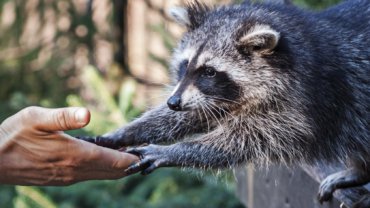 Are raccoons friendly - Hero