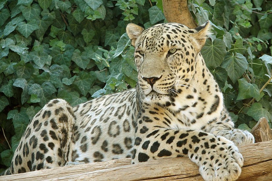 Azerbaijan Animals - Caucasian Leopard